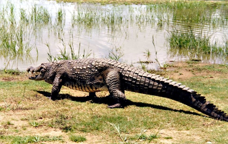 Akatekyi Crocodile Pond